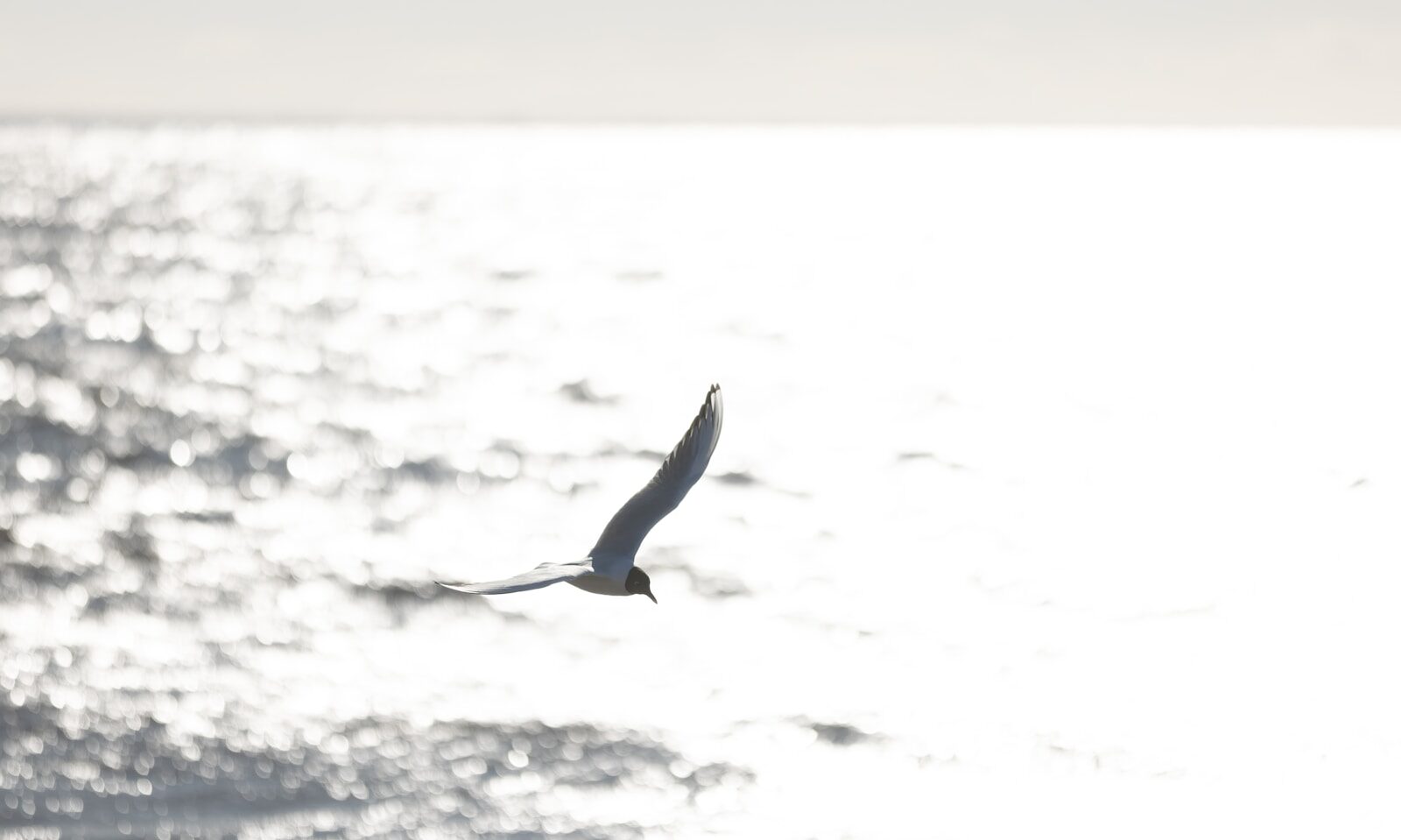 a bird flying over a body of water